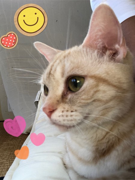猫 アメリカンショートヘア めいちゃんの写真