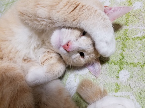 猫 キジトラ みぃちゃんの写真