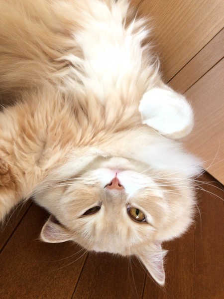 猫 サイベリアン ぷるめの写真