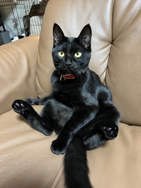 猫 黒猫 まめすけの写真