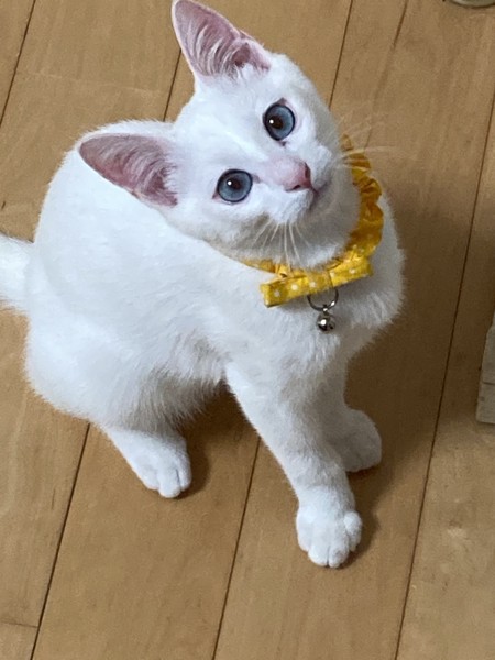 猫 白猫 白玉の写真