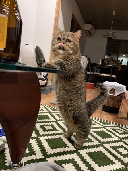 猫 ミヌエット レオンの写真