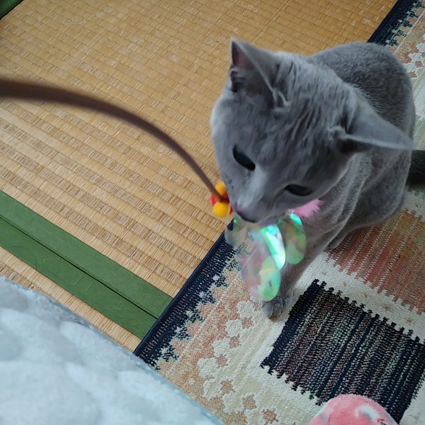猫 ロシアンブルー グレーテルの写真