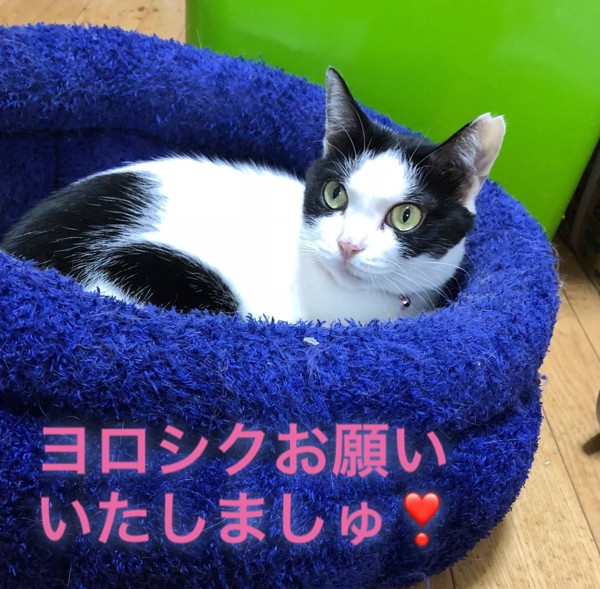 猫 日本猫 ももこの写真