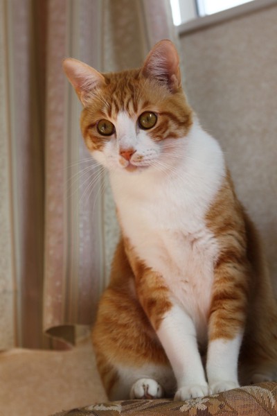 猫 茶白トラ ルル太郎の写真