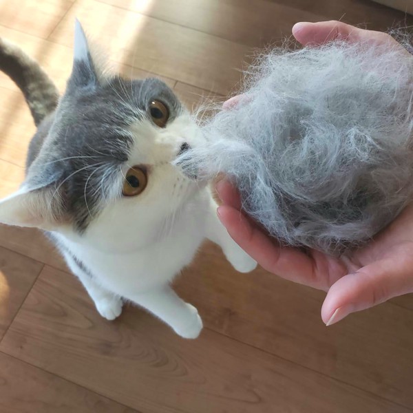 猫 ブリティッシュショートヘア ふくの写真