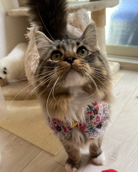 猫 ノルウェージャンフォレストキャット Gigiの写真