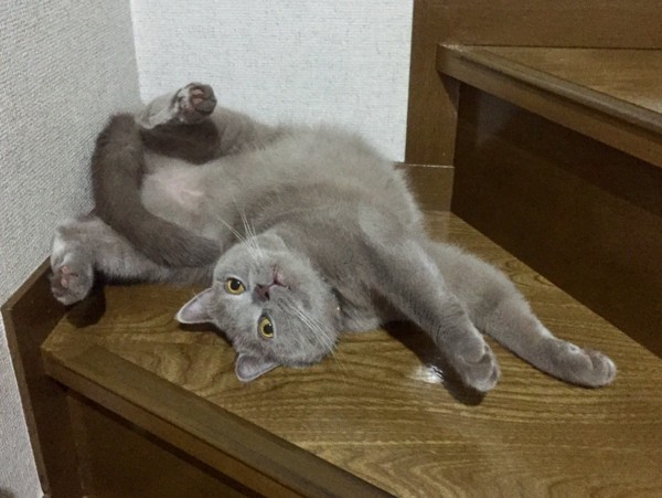 猫 セルカークレックス びぃとの写真