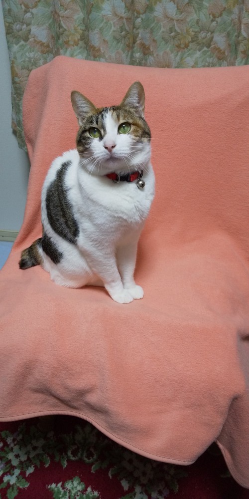 猫 三毛猫 スカイの写真