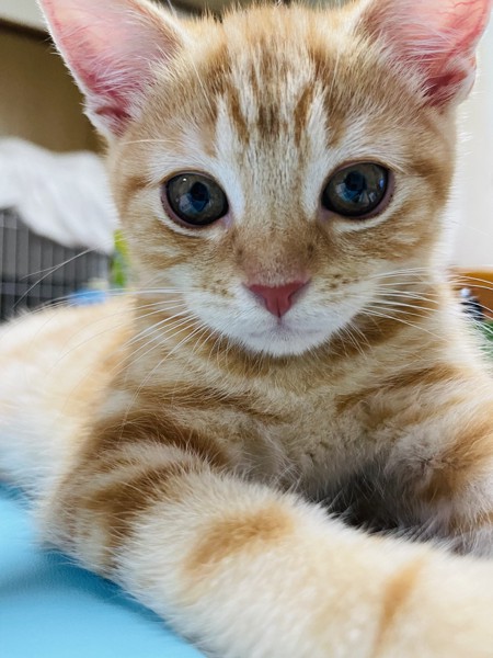 猫 アメリカンショートヘア シロクロマロンの写真