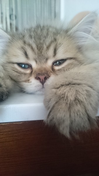 猫 チンチラペルシャ アロの写真