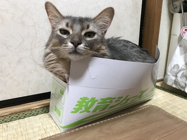 猫 ソマリ ソイの写真