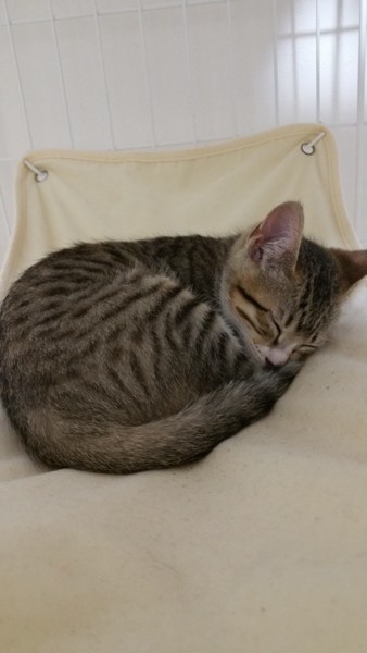 猫 キジシロ ライの写真