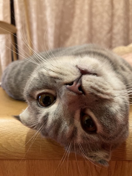 猫 スコティッシュフォールド コタローの写真