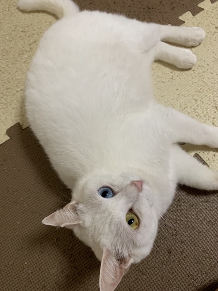 猫 白猫 のんの写真