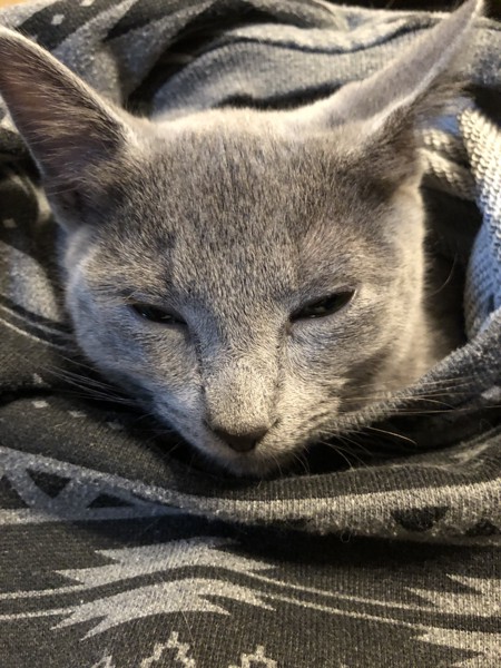 猫 ロシアンブルー ココアの写真