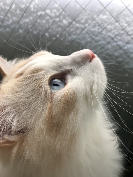 猫 ラグドール ユキの写真
