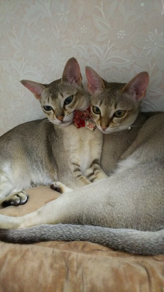 猫 シンガプーラ だん、むぎの写真