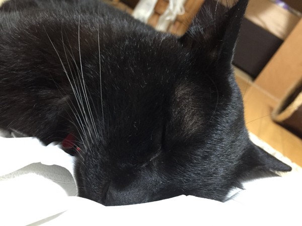 猫 黒猫 ちびの写真