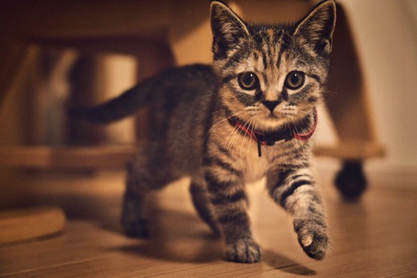 猫 スコティッシュフォールド リリの写真
