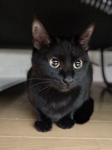 猫 黒猫 サスケの写真