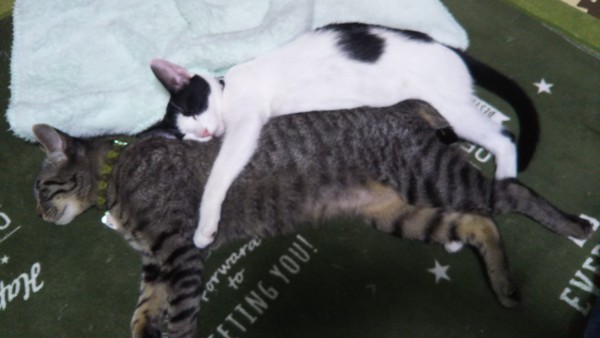 猫 雑種（ミックス） 雪ちゃんと翔ちゃんの写真