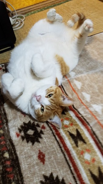 猫 茶白トラ チャチャの写真