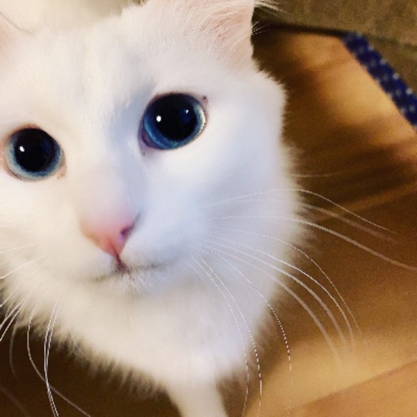猫 白猫 ビビの写真