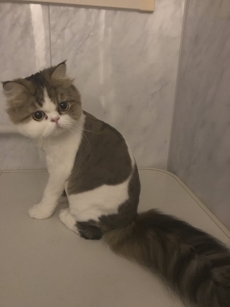 猫 エキゾチックショートヘア カイの写真