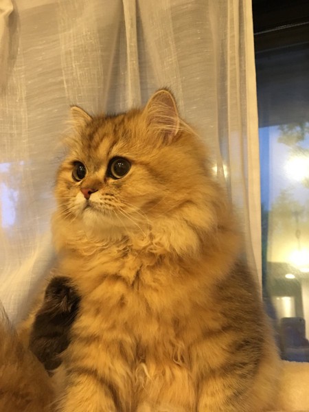 猫 チンチラペルシャ トトの写真