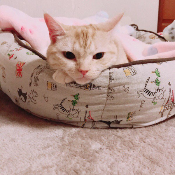 猫 アメリカンショートヘア まるちゃんの写真