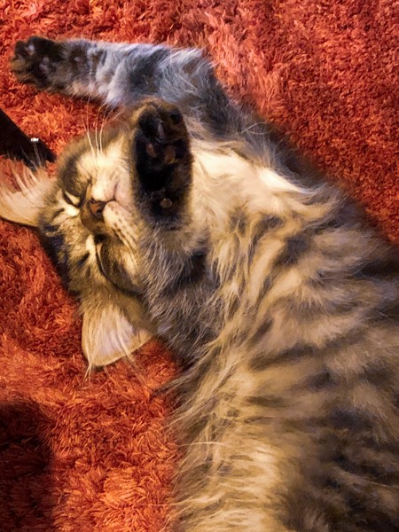 猫 ラガマフィン ハルの写真