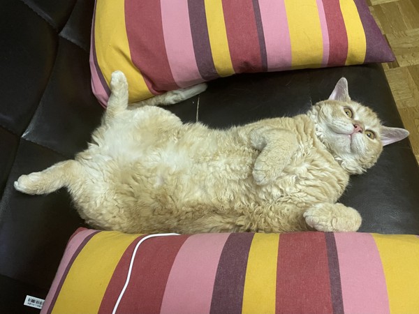 猫 セルカークレックス ルポの写真