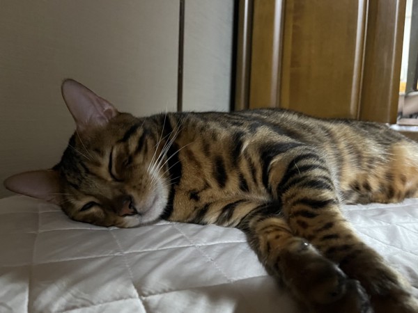 猫 ベンガル Ottoの写真