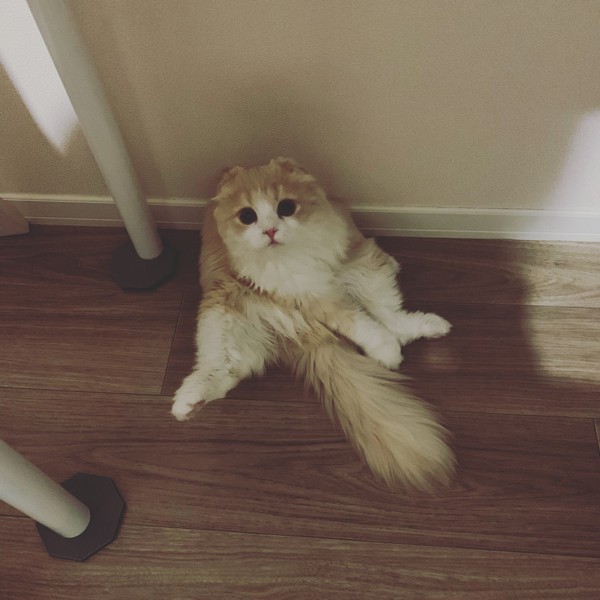 猫 スコティッシュフォールド ハベクの写真