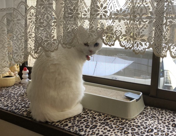 猫 白猫 ミルクの写真