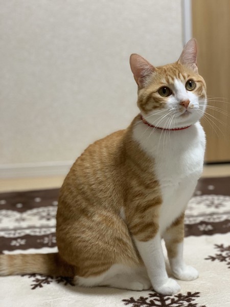 猫 茶白トラ ルル太郎丸の写真