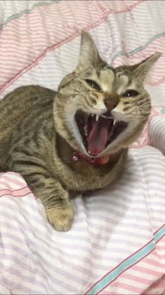 猫 マンチカン リンの写真