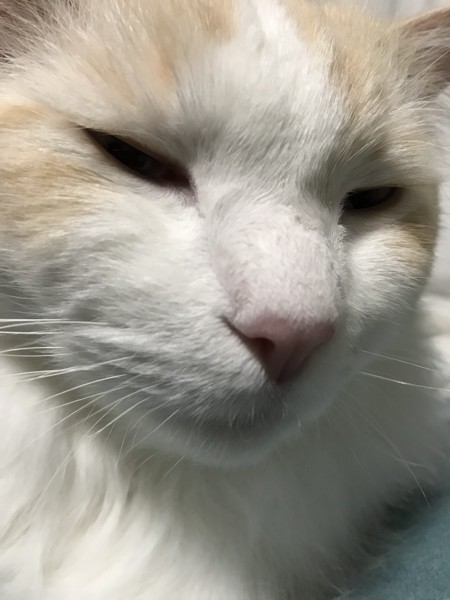 猫 ラグドール ユキの写真