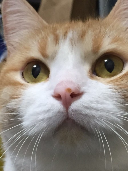 猫 スコティッシュフォールド ティガくんの写真