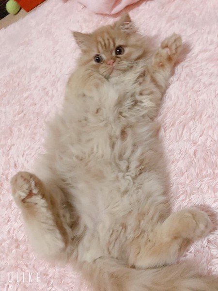 猫 エキゾチックロングヘア しふぉん君の写真