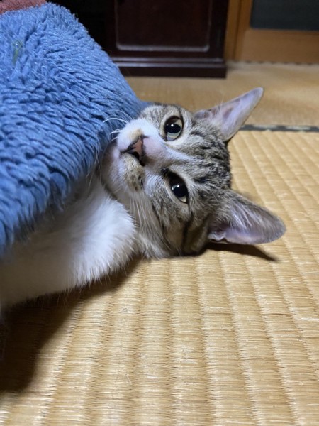 猫 サバシロ 福ちゃんの写真