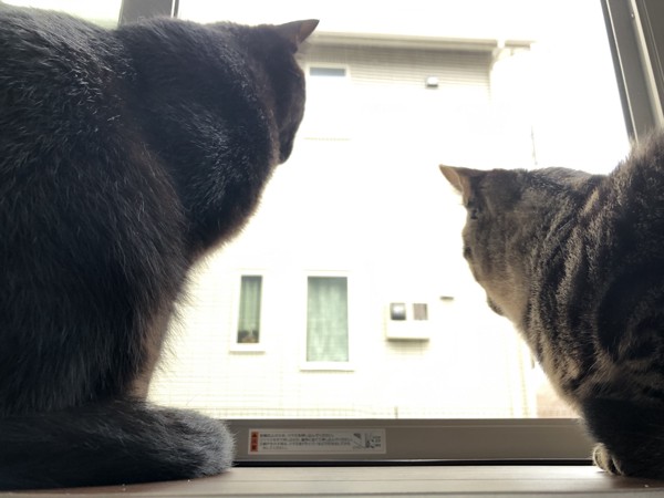 猫 黒猫 ソラとアオバの写真