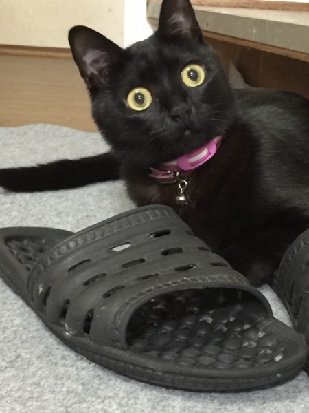 猫 黒猫 くりの写真