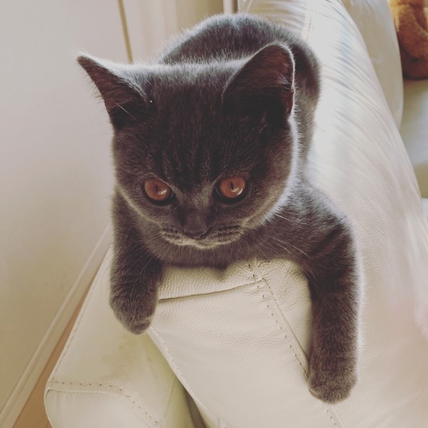 猫 ブリティッシュショートヘア レオの写真