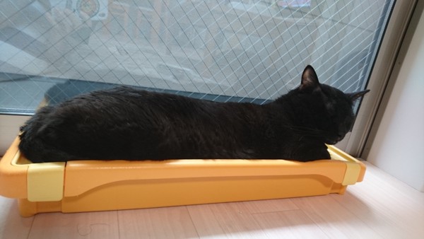 猫 黒猫 ひじきくんの写真