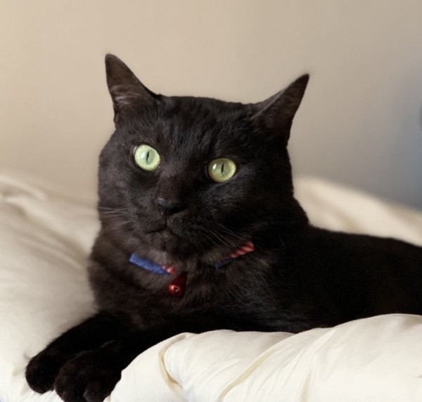猫 黒猫 クロの写真
