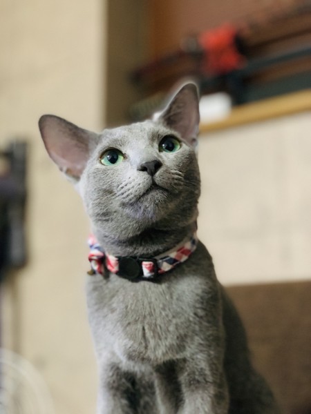猫 ロシアンブルー ルーちゃん の写真