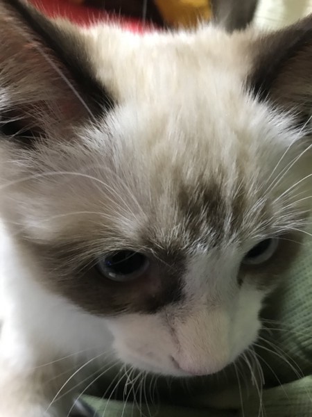猫 ラグドール ウリの写真