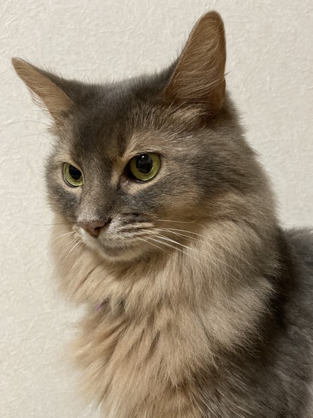 猫 ソマリ レオの写真